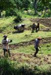 Paysans haïtiens préparant une parcelle